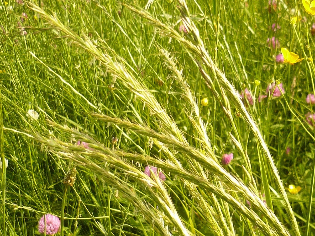 Vulpia myuros (Poaceae)